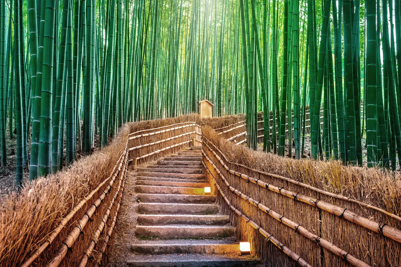 Forêt de bambous, Kyoto