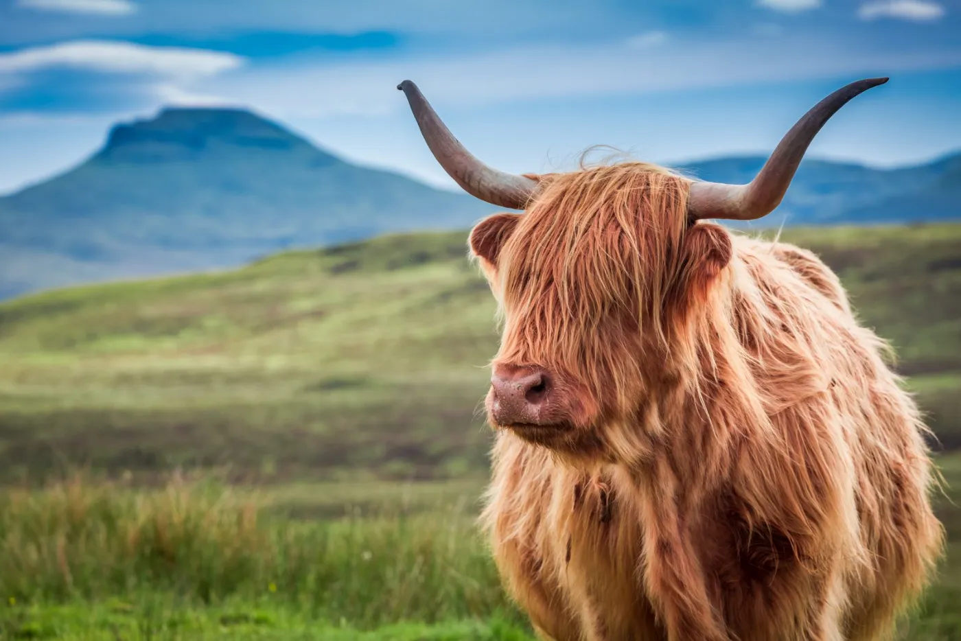 Vache Highland dans les Highlands d'Écosse