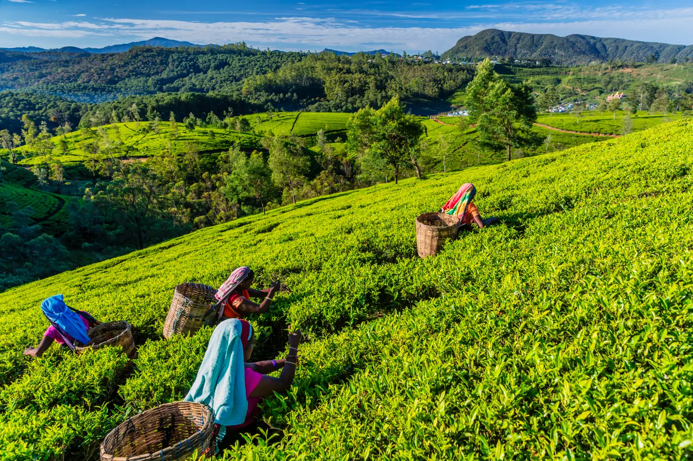 Plantations de thé en terrasses des hauts plateaux du Sri Lanka