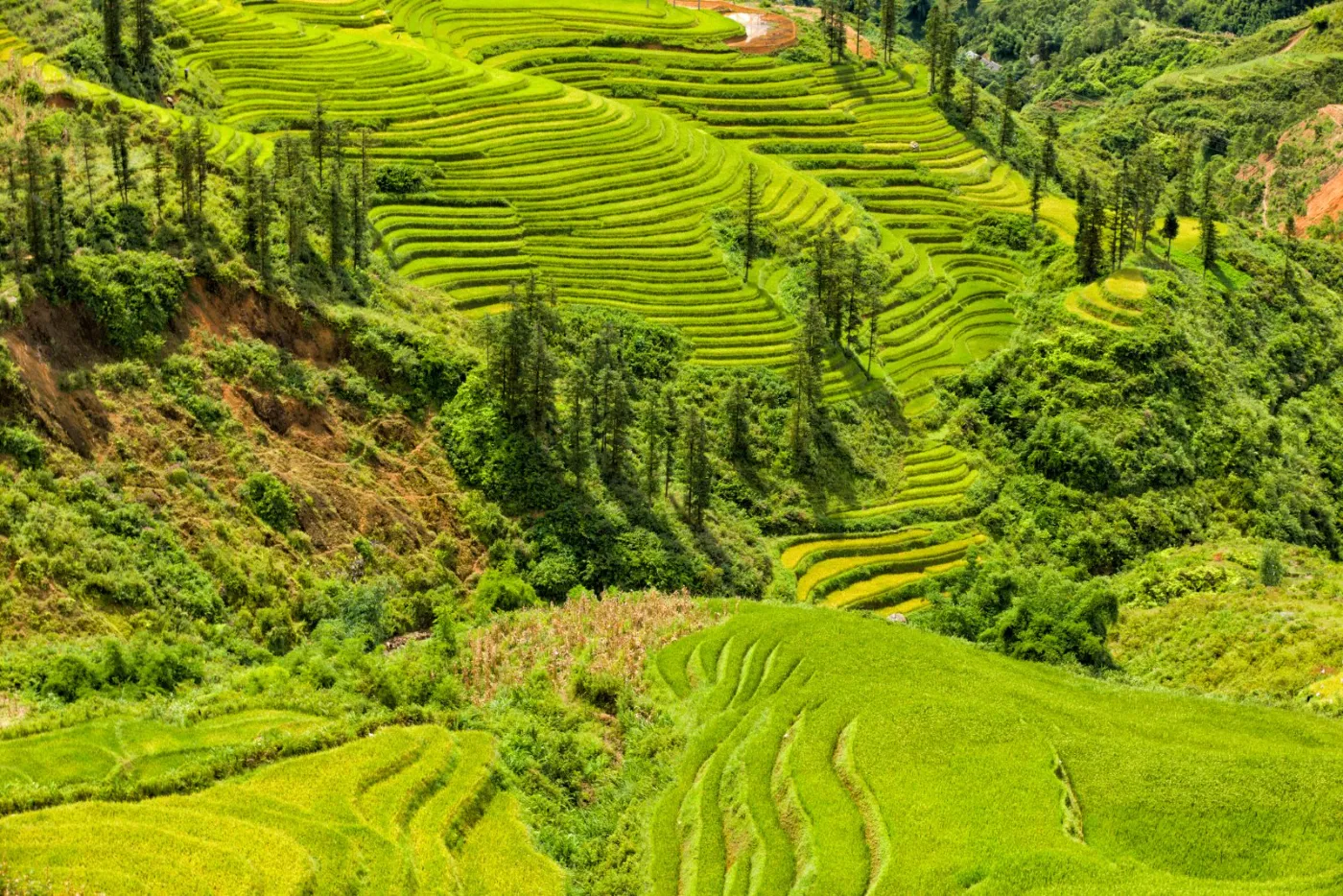 Rizières en terrasses de Sapa, nord du Vietnam